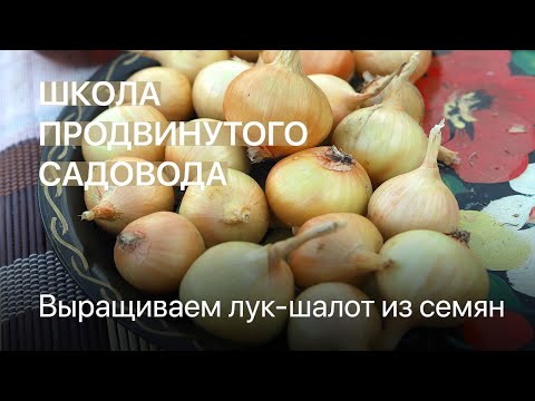 Видео: Выращиваем лук-шалот из семян. Школа продвинутого садовода