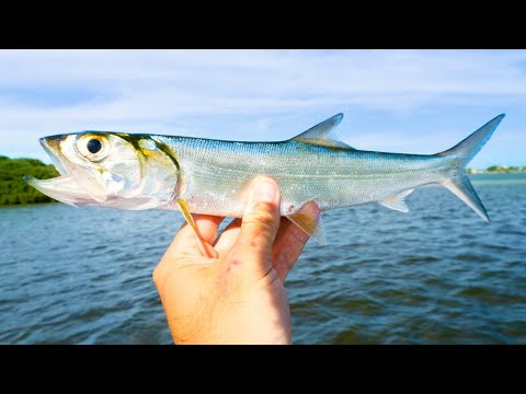 Видео: Использование LADYFISH в качестве наживки для непрерывной ловли окуня