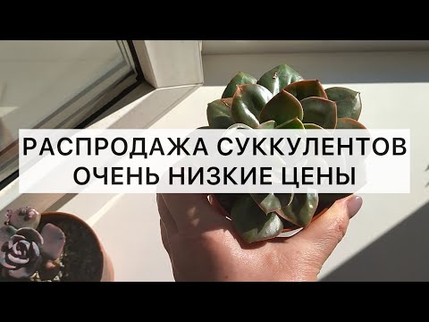 Видео: Распродажа суккулентов! Супер низкие цены на домашние и корейские растения! Успевайте до морозов🎅🏼