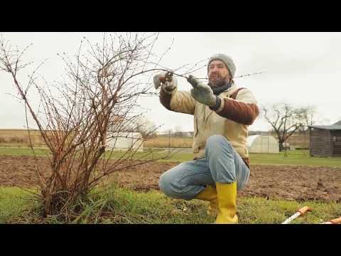 Видео: Обрезка жимолости.