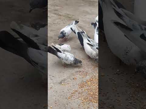 Видео: 14 августа 2025 г.