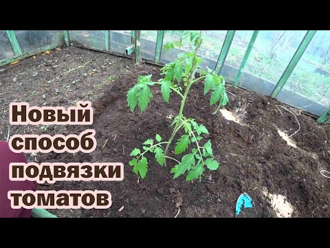 Видео: Новшества при высадке томатов в закрытый грунт