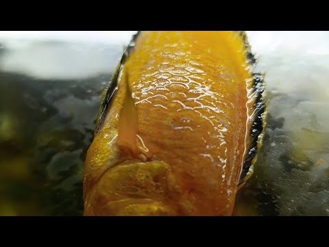 Видео: Меченосцы. Запуск аквариума с нуля. Обзор. 