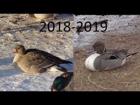 Видео: Необычные зимующие птицы Твери. 2018-2019