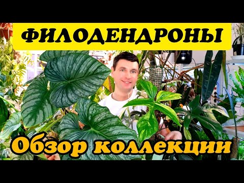 Видео: ФИЛОДЕНДРОНЫ  ОБЗОР МОЕЙ КОЛЛЕКЦИИ