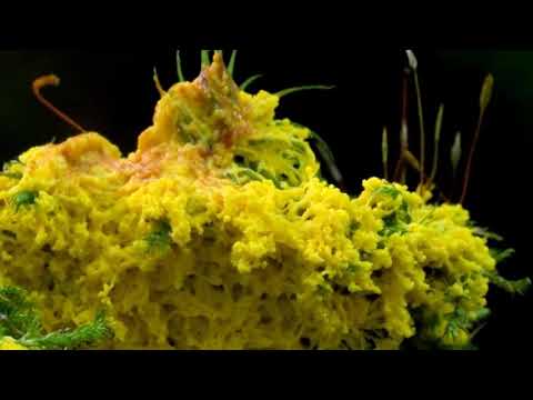 Видео: Бродячие грибы миксомицеты