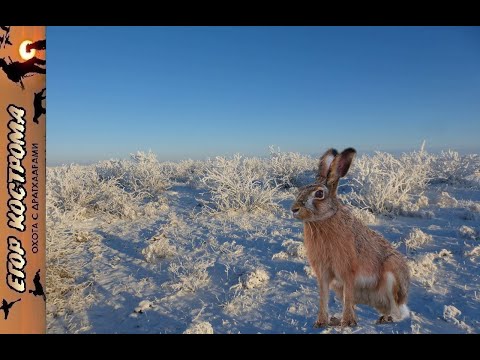 Видео: Охота на зайца в степи. Мороз и солнце.