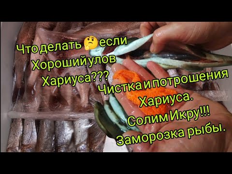 Видео: Чистка и потрошения Хариуса , морозим рыбы и солим Хариусовую Икру.