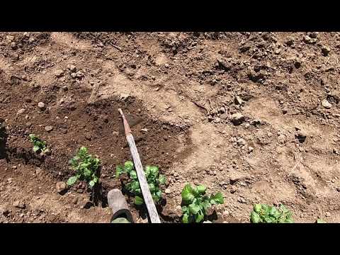Видео: Посадка картофеля, утренние хлопоты