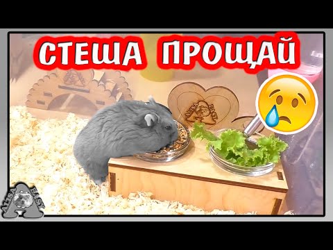 Видео: Последнее видео  о Стеше / Сколько живут хомяки? / Алиса Изи Петс / Alisa Easy Pets