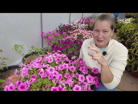 Видео: КАК ЧЕРЕНКОВАТЬ  НА ЗИМУ  БЕГОНИИ, КОЛЕУСЫ, ИПОМЕЮ БАТАТ - ЦВЕТЫ БУДУТ ЖИТЬ ВЕЧНО!