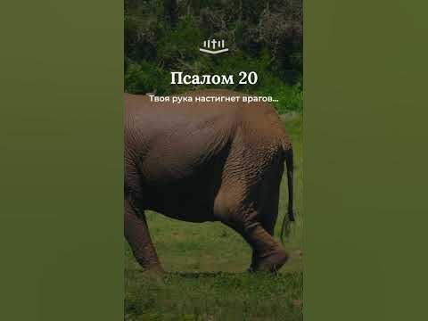 Видео: Псалом 20:8-14 современный перевод Библии #Shorts