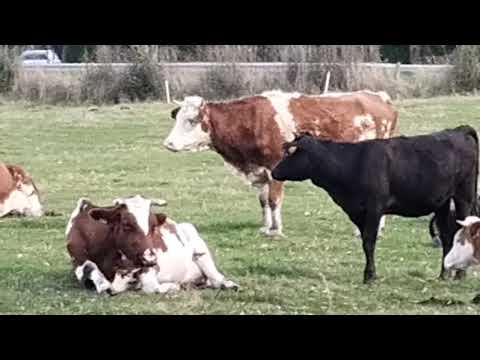 Видео: Коровы на лугу у Форта Сан Ридо   Październik 23, 2025    Krowy na łące niedaleko fortu San Rideau