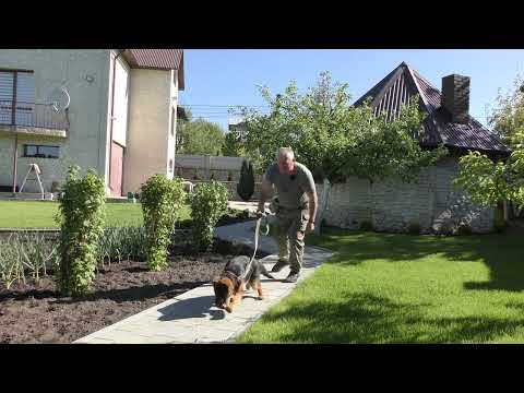 Видео: Як навчити песика не забігати на город. Німецька вівчарка Пандора.
