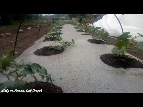 Видео: ЭТИ СОРТА АРБУЗОВ И ДЫНЬ БУДУТ РАСТИ НА ГРЯДКЕ-ТЕРМОСЕ