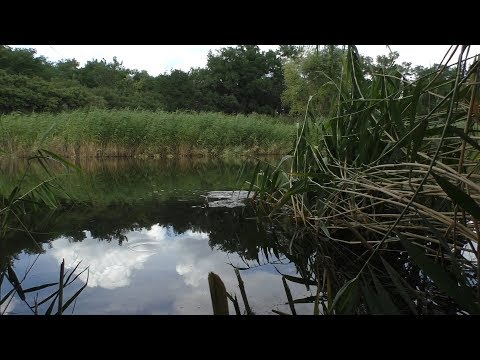 Видео: рыбалка в камышах | плотва на поплавок