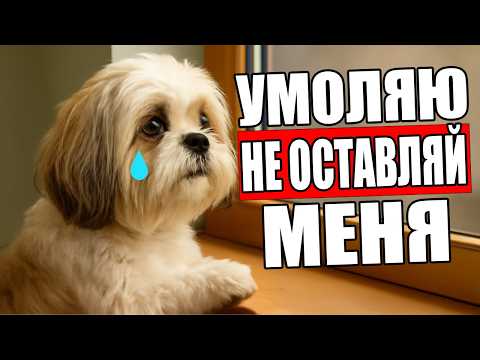 Видео: 90% Владельцев Делают ЭТО Перед Уходом.. а Собаки СТРАДАЮТ Молча!