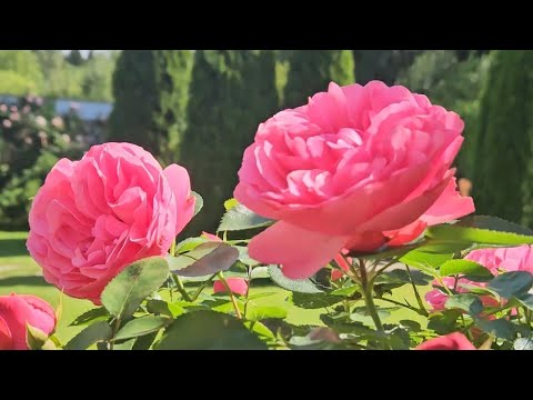 Видео: Розы в саду , приглашаю на прогулку в "Сказка в избушке".