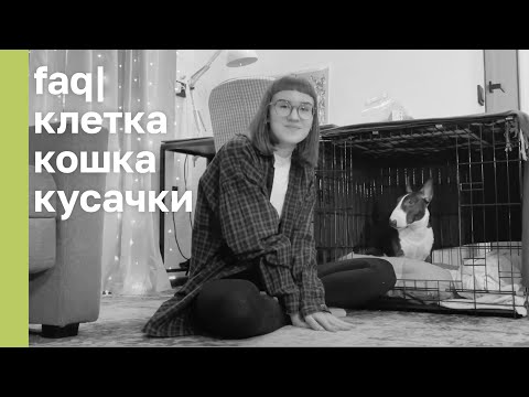 Видео: ВАМ ВЕСТОЧКА | ВОПРОСЫ: КЛЕТКА, КОШКА, КУСАЧКИ