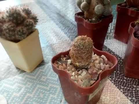 Видео: Как отделить детку кактуса?