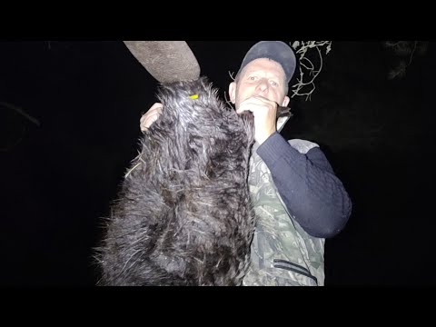Видео: Охота на бобра . Почему подранок не нырнул???