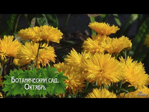 Видео: Ботанический сад. Октябрь (2025)