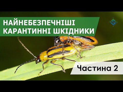 Видео: НАЙНЕБЕЗПЕЧНІШІ КАРАНТИННІ ШКІДНИКИ + ДІАБРОТИКА / СуперАгроном