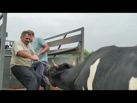 Видео: 💰🔥КУПУЄМО ГОЛШТИНОВСЬКІ  ТЕЛИЦІ 🐄 тільні замовнику+УЗД на Тернопільщині!🤝💪