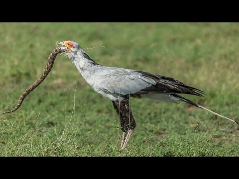 Видео: ПТИЦА СЕКРЕТАРЬ В ДЕЛЕ - крылатый медоед и гроза всех змей в округе!