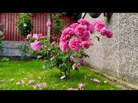Видео: 🌹 Тур по саду: уникальные розы, которых не встретишь часто/🌸 Сокровища моего сада Остин,Японки и др