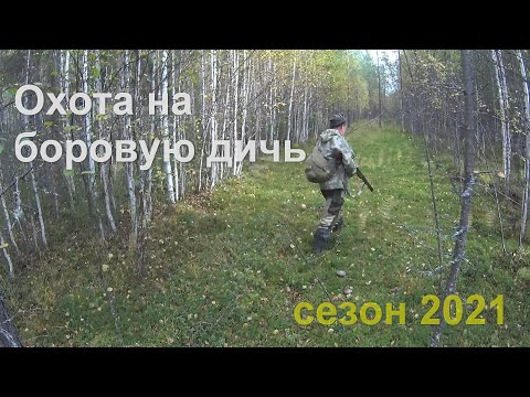Видео: Охота на боровую дичь. Сезон 2021