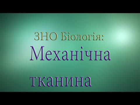 Видео: ЗНО Біологія  Механічна тканина  Судинно волокнистий пучок