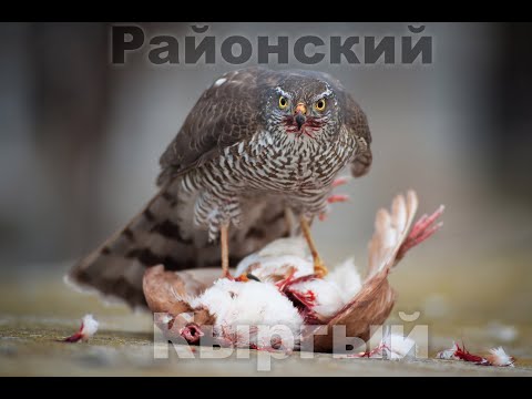 Видео: Канаттууларды безилдеткен Кыргый брат келдии