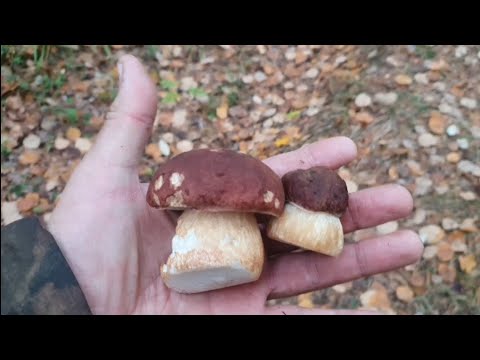 Видео: Охота в конце сентября. Нашли гигантскую чагу.
