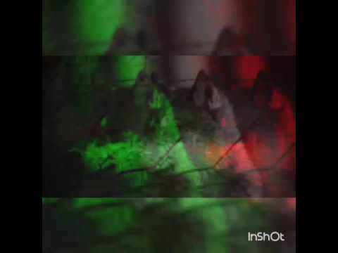 Видео: Мужчина вы же тоните