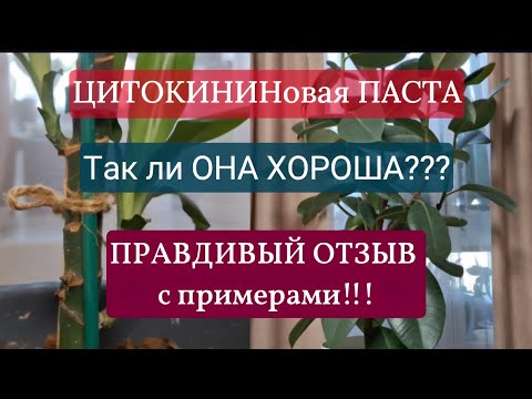 Видео: Цитокининовая паста на фикусах и драцене. Неоправданные риски и низкая эффективность 08.08.2025г.