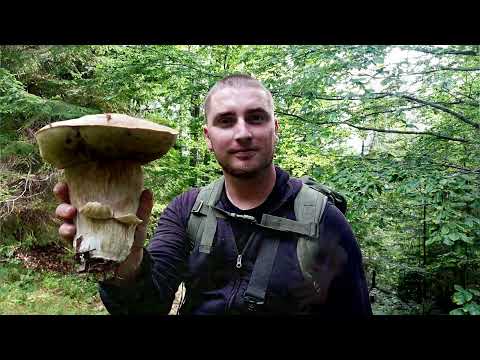 Видео: Карпати. За Осінніми Білими!