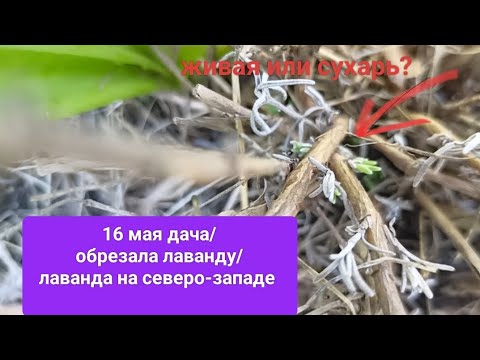 Видео: 16 мая/дача/ обрезала лаванду/лаванда на северо-западе