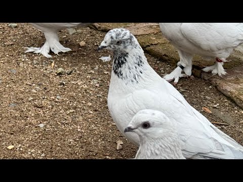 Видео: Гон черноносых , Нуль сиёх ( Таджикские голуби ) 2 февраля 2025 г.