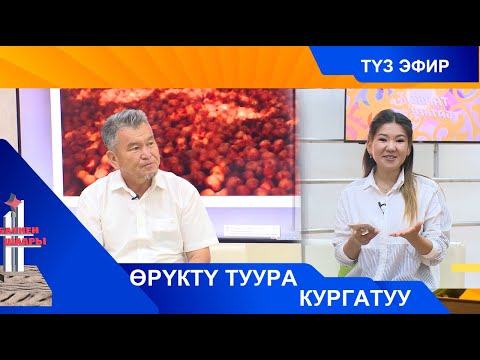 Видео: ӨРҮКТҮ ТУУРА КУРГАТУУ ЖОЛДОРУ