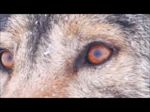 Видео: - Попала лапа в капкан -