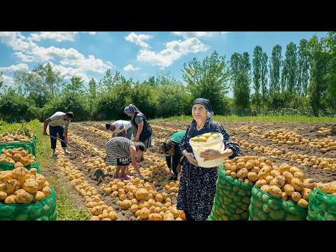 Видео: Сбор свежего картофеля 🥔 | Рецепт хрустящих картофельных булочек по бабушкиному секрету!