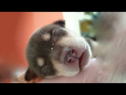 Видео: Слезы крошечного однодневного щенка, брошенного на улице, и эмоциональная история позади