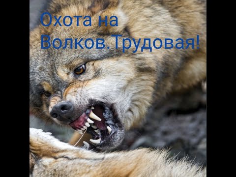 Видео: Охота на Волков!Трудовая!