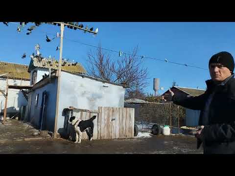 Видео: Николаевские голуби - с.Загоряновка .Садовый.А.П. ( покойный).( 2023г- декабрь )И словом и делом.