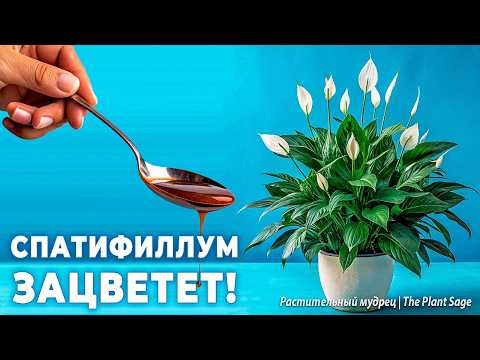 Видео: ПОЧЕМУ НЕ ЦВЕТЕТ СПАТИФИЛЛУМ? 1 ЛОЖКА ПРЕВРАТИТ ЖЕНСКОЕ СЧАСТЬЕ В ЦВЕТУЩЕЕ ОБЛАКО!