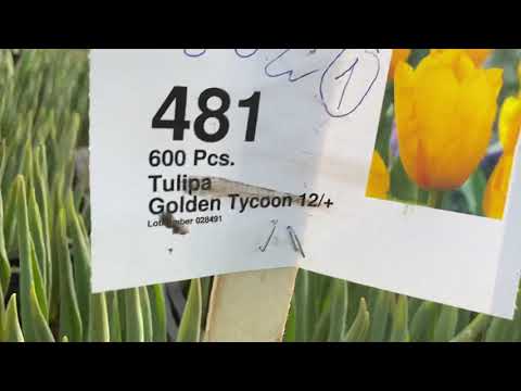 Видео: Топинг тюльпанов -как устранить причину.