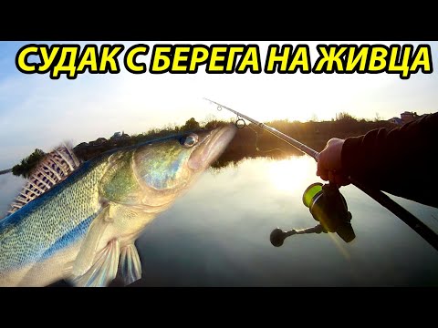 Видео: Судак на донки с берега на живца,Рыбалка в ноябре,рыбалка на живца