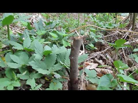 Видео: Весенняя прививка азимины