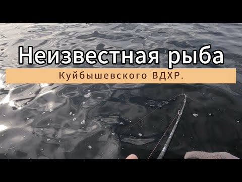 Видео: Неизвестная рыба Куйбышевского ВДХР.
